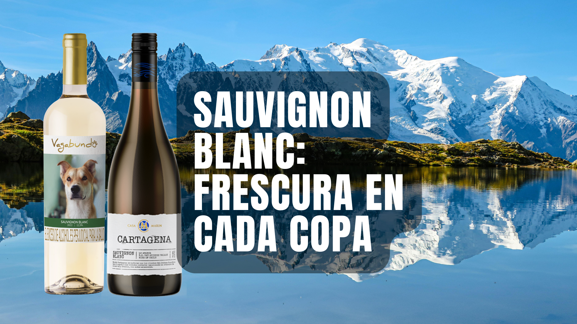En este momento estás viendo Sauvignon Blanc: frescura en cada copa